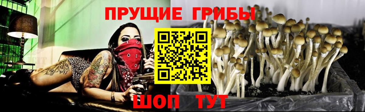Псилоцибиновые грибы Psilocybine cubensis  Вход с VPN  Новочебоксарск  Псилоцибиновые грибы мицелий 